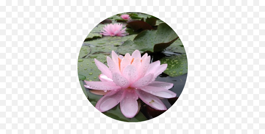 Wb Shaw Perennial Water Lily - Sacred Lotus Png,Water Lily Png