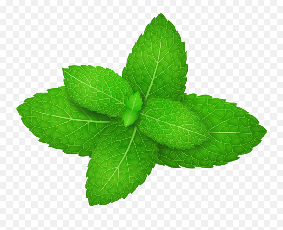 Herb Leaves Spicata Peppermint - Mint Leaf Png Vector,Mint Leaves Png
