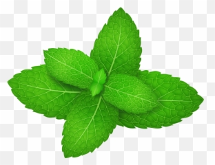 Herb Leaves Spicata Peppermint - Mint Leaf Png Vector