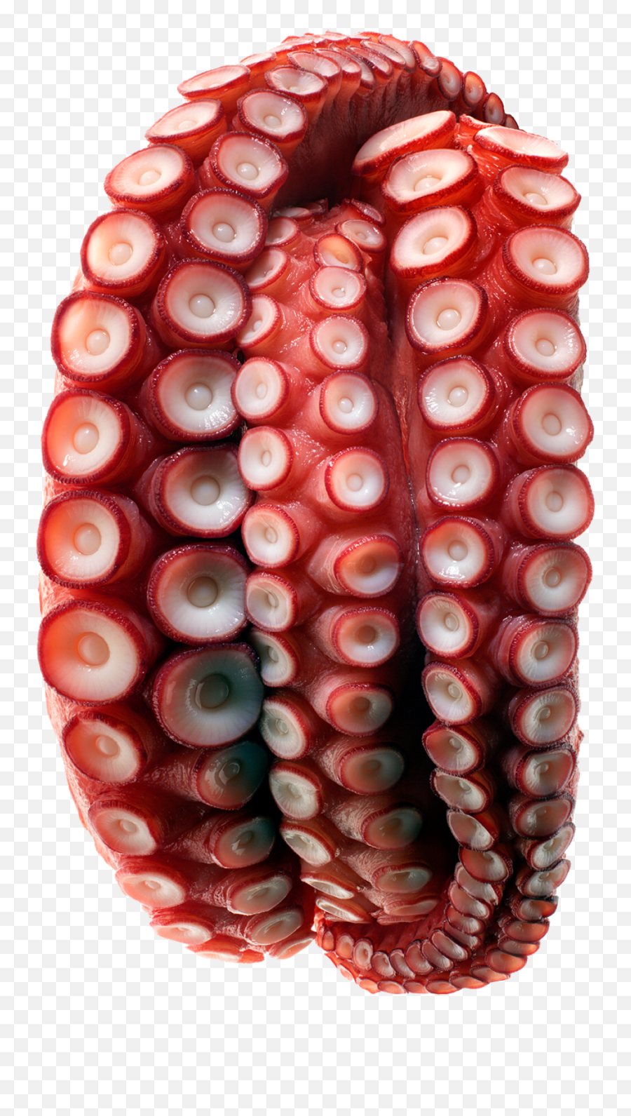 Octopus Tentacle Png - Dot,Tentacles Transparent