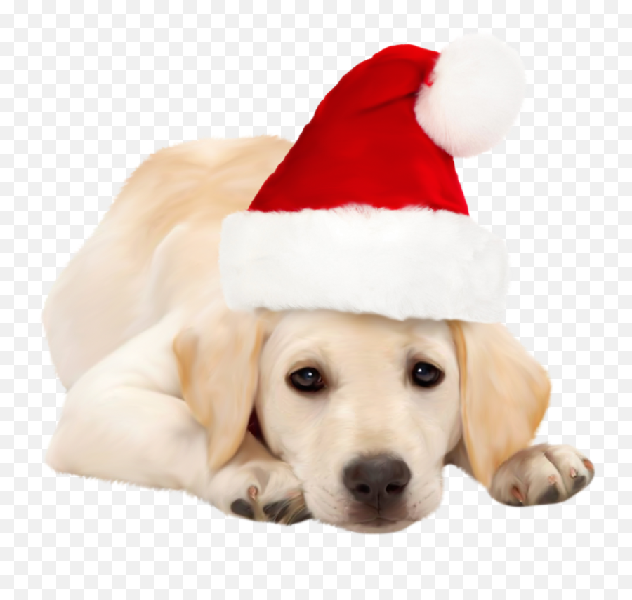 Library Of Cat With Santa Hat Clip Stock Png Files - Santa Hat On Dog,Santa Hat With Transparent Background