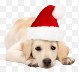 Library Of Cat With Santa Hat Clip Stock Png Files - Santa Hat On Dog,Santa Hat With Transparent Background