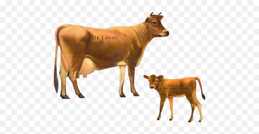 Animal - Cowfreepngtransparentbackgroundimagesfree Cow And Calf Png,Cow Transparent