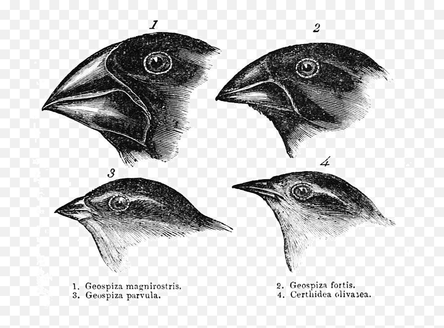 Darwin Evolution U0026 Natural Selection Article Khan Academy - Finches Darwin Png,Natural Selection 2 Icon