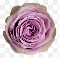 Tiara - retail u2014 CONECTIFLOR SA Garden Roses png
