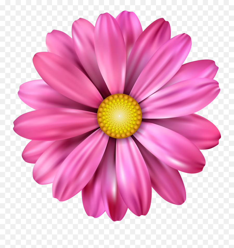 Transparent Background Pink Daisy Clipart - Pink Flower Drawing Png,Transparent Daisy