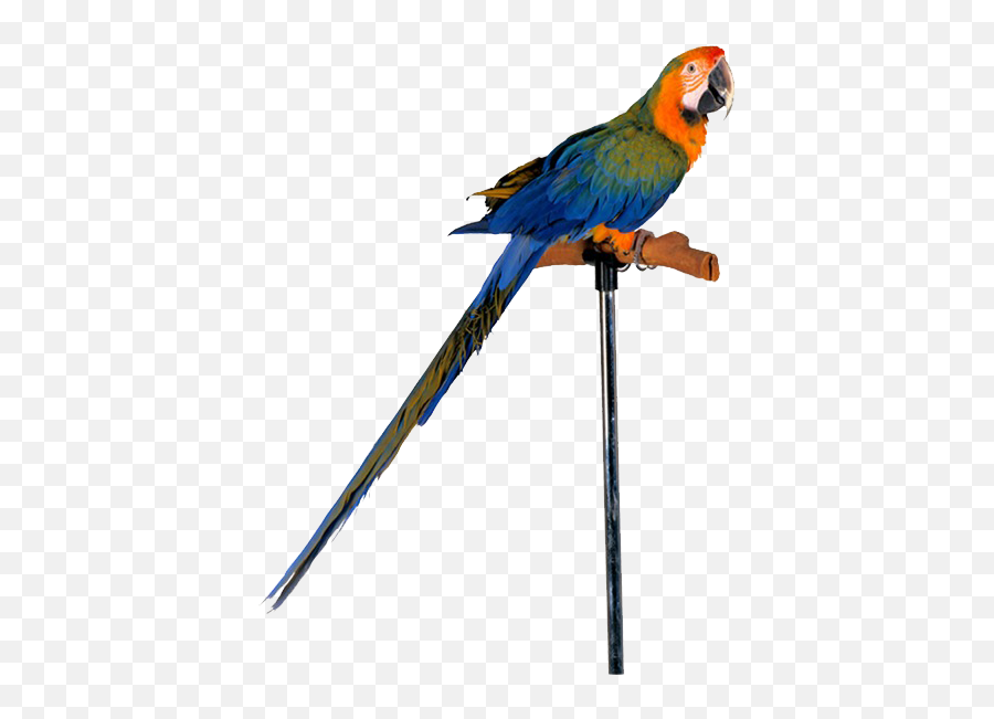 Parrot Png Free Images