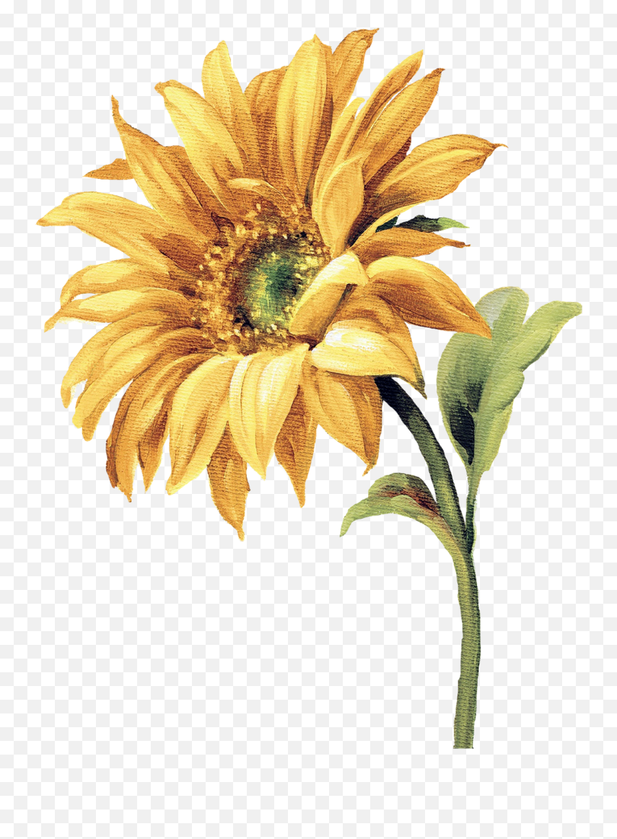 Watercolor Flowers - Sunflower Watercolor Png,Watercolor Sunflower Png