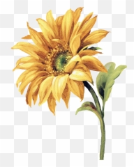 Download Free Transparent Watercolor Sunflower Png Images Page 1 Pngaaa Com
