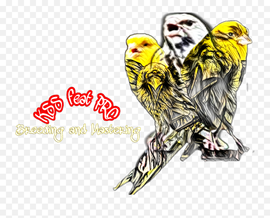 Bird Logo Team Canary Finch Blackthroat - Budgie Png,Bird Logo