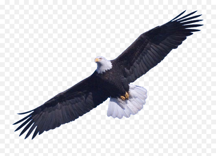 Bald Eagle Png Image - Eagle In The Sky Png,Bald Head Png