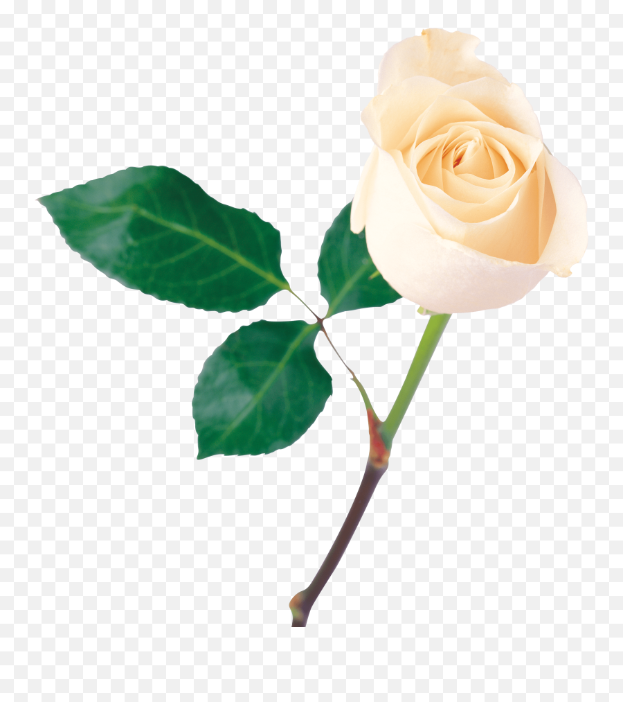 White Rose Png Transparent Background - Transparent Background Rose Png,Rose Transparent