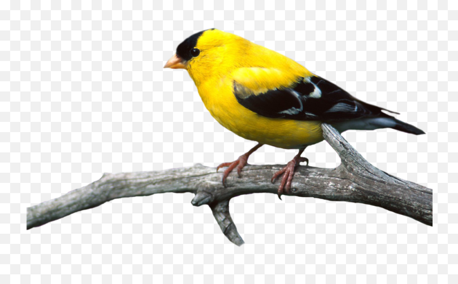 Birds Png Photo Transparent Free - Oriole Png,Birds Png
