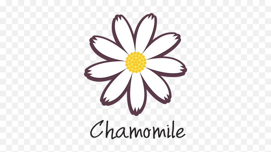 Chamomile - Chamomile Png,Chamomile Png