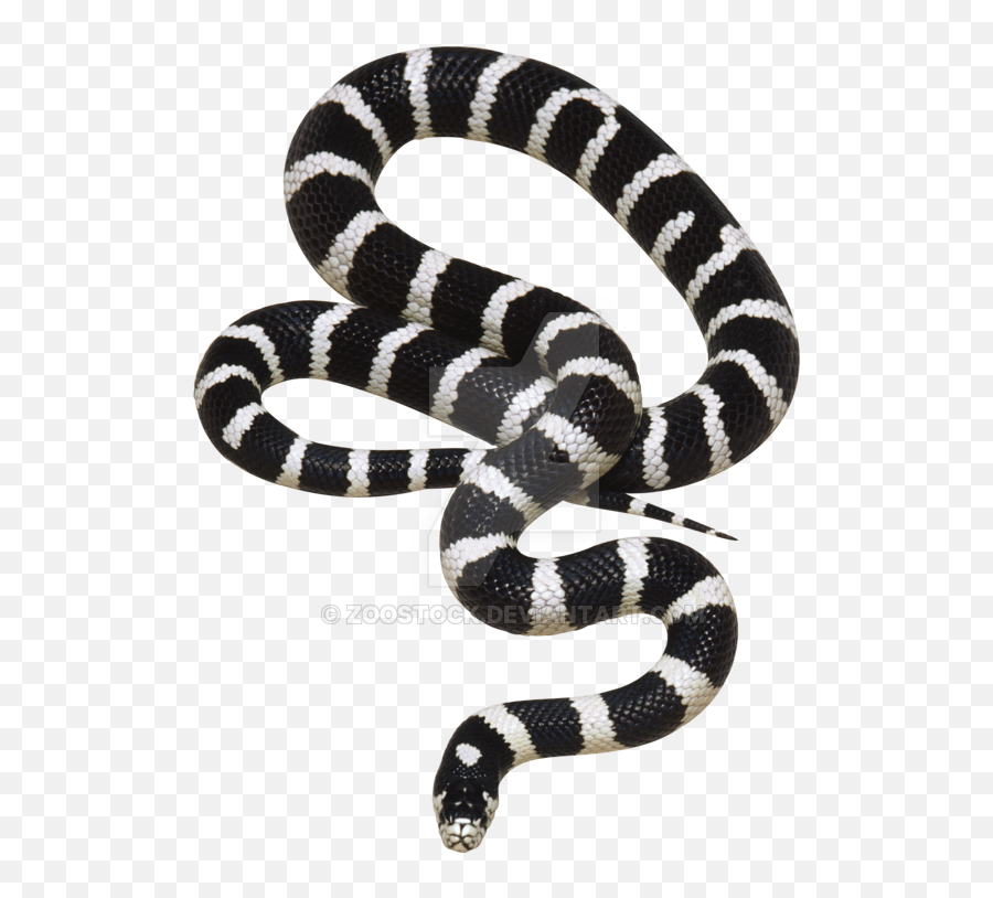 Snake - Black And White Snake Png,Snake Transparent Background