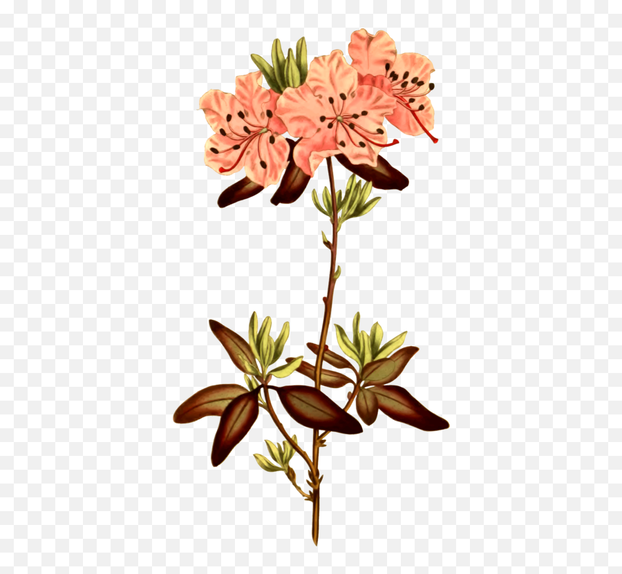 Rhododendron Botanical Illustration - Flower Illustration Botany Png,Flower Illustration Png