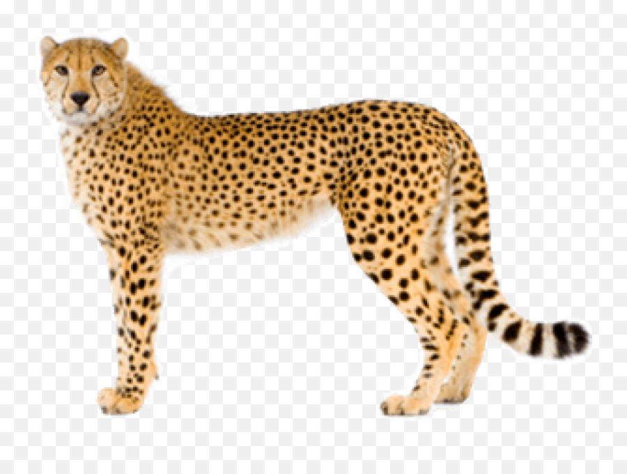 Free Transparent Png Images On Cheetah