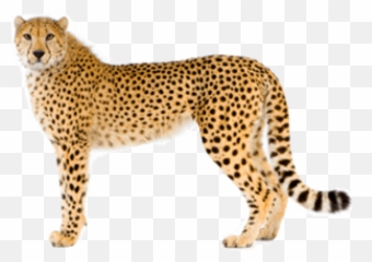 Free Transparent Png Images On Cheetah