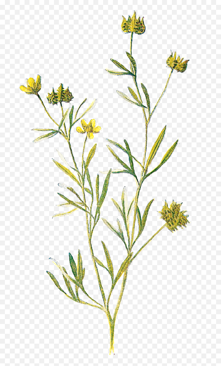 Wildflower Png Image - Wildflower Transparent Background,Wild Flowers Png