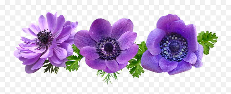 Flowers Purple Anemone - Png Leaves Purple,Anemone Png
