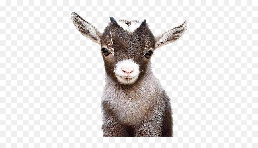 Popular And Trending Goat Stickers - Baby Goat Print Png,Goat Transparent