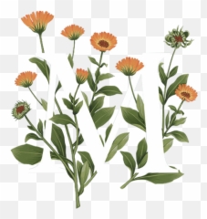 Fullscreen Page Wixtest - Typography Flowers Png,Marigold Png
