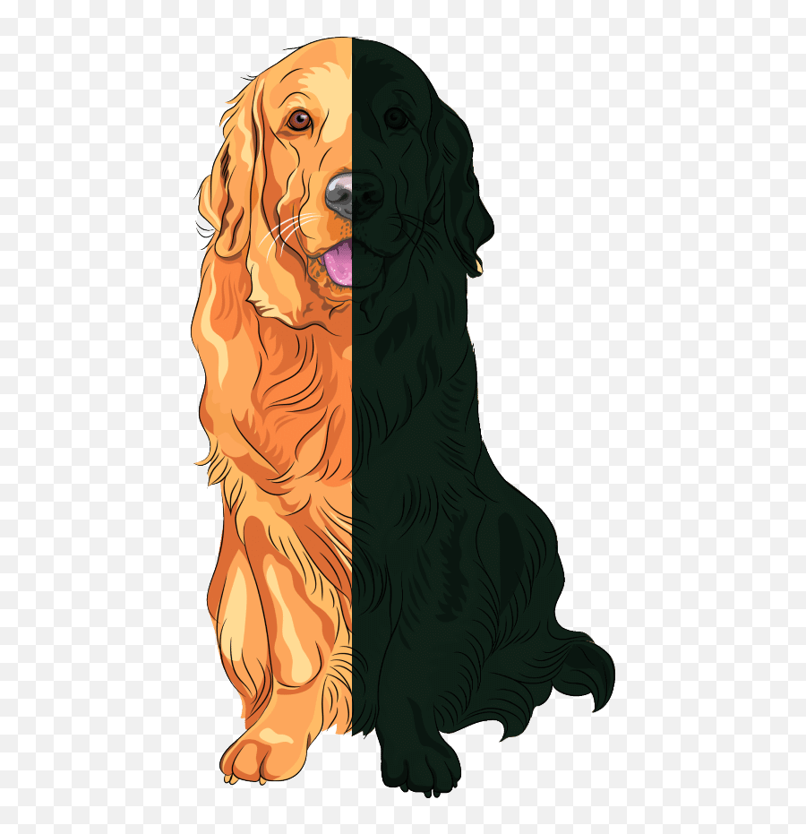 Can Golden Retrievers Be Black Dog Breeds List - Golden Retriever Dogs Vector Png,Golden Retriever Png