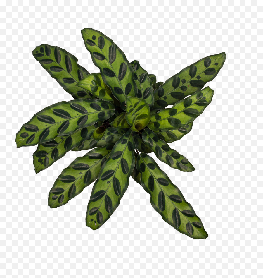 Buy Calathea Rattlesnake Direct From The Greenhouse - Palm Tree Png,Rattlesnake Png
