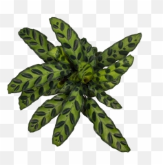 Buy Calathea Rattlesnake Direct From The Greenhouse - Palm Tree Png,Rattlesnake Png