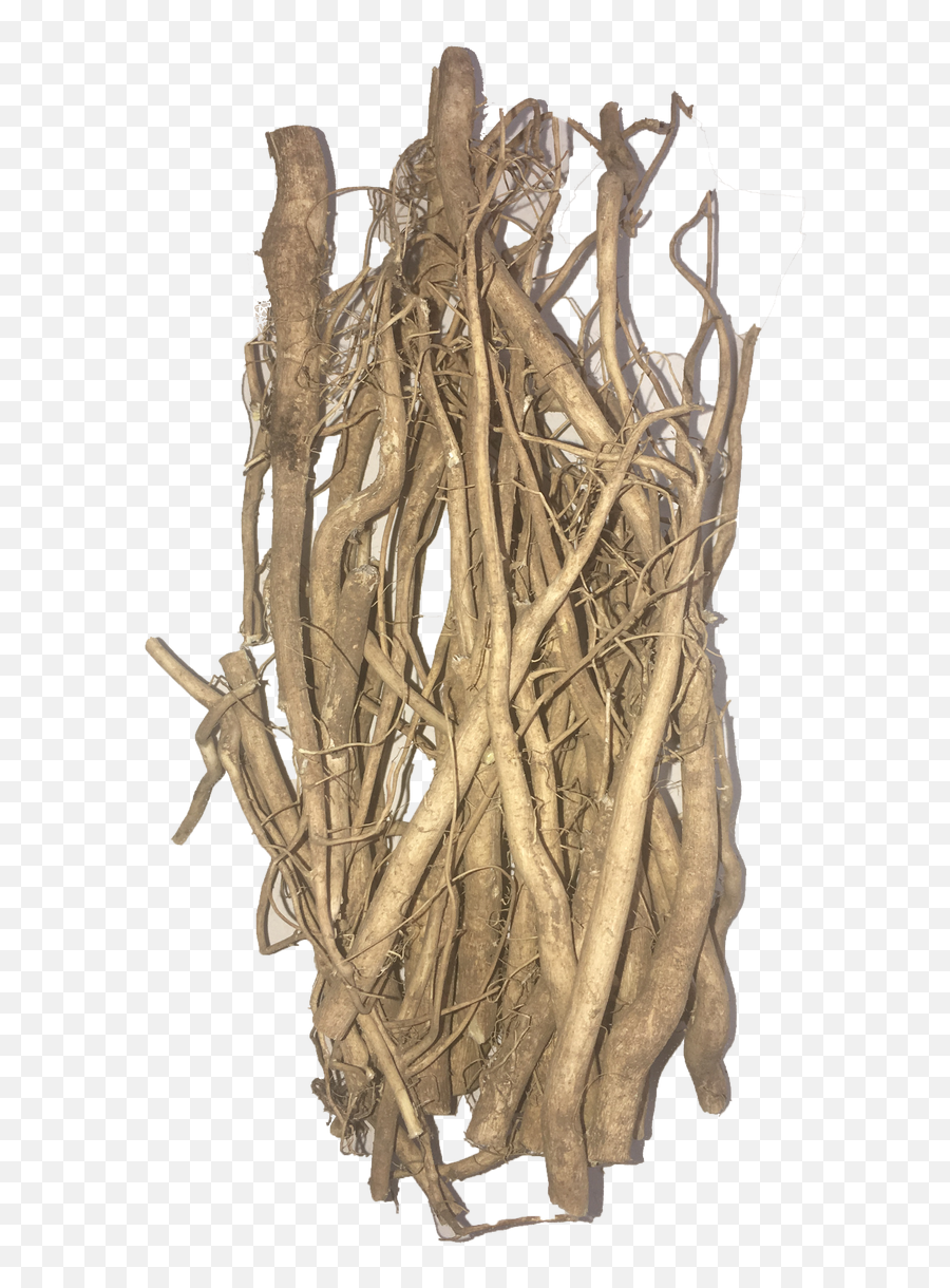 Plant Roots Png - Hemp Fiber Png,Driftwood Png