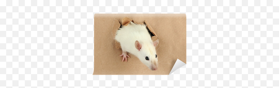 Funny Little Rat - We Live To Change Rat Png,Rat Transparent Background