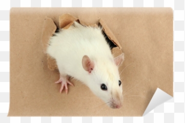 Funny Little Rat - We Live To Change Rat Png,Rat Transparent Background