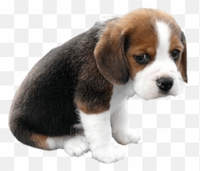 Dog Png And Vectors For Free Download - Sad Puppy Transparent Background,Courage The Cowardly Dog Png