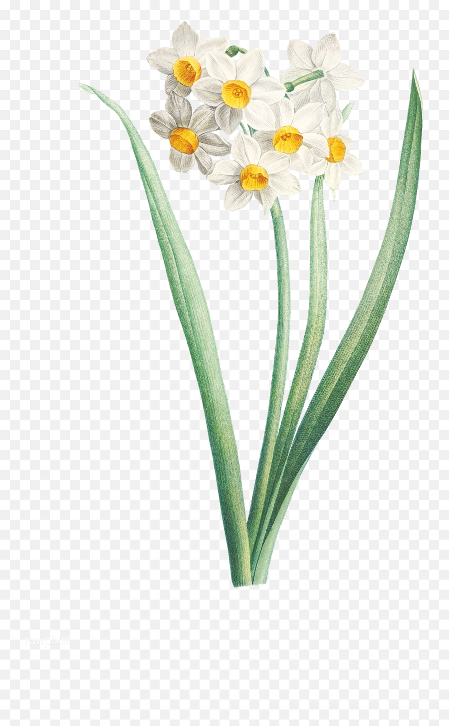 Narcissus Flower Png Free - Flower,Daffodil Png
