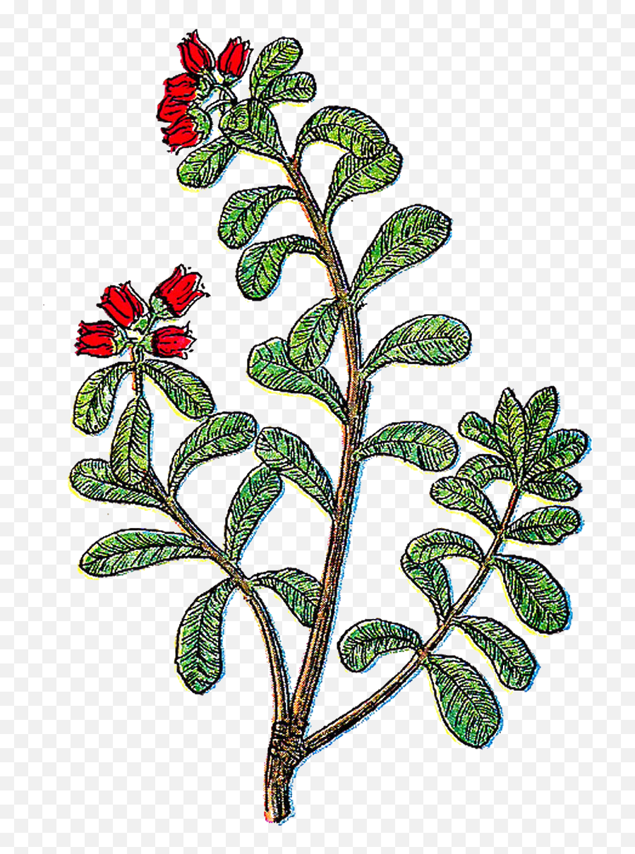 Herb Clipart - Vintage Herbs Png,Herb Png