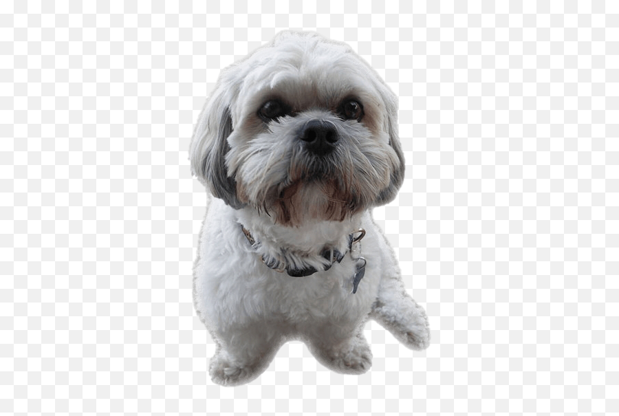 Shih Tzu Puppy Png File - Shih Tzu Dog Png,Shih Tzu Png