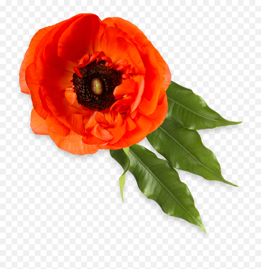 Red Poppies Rosewood Nature - Inspired Scents Enviroscent Poppy Png,Poppies Png