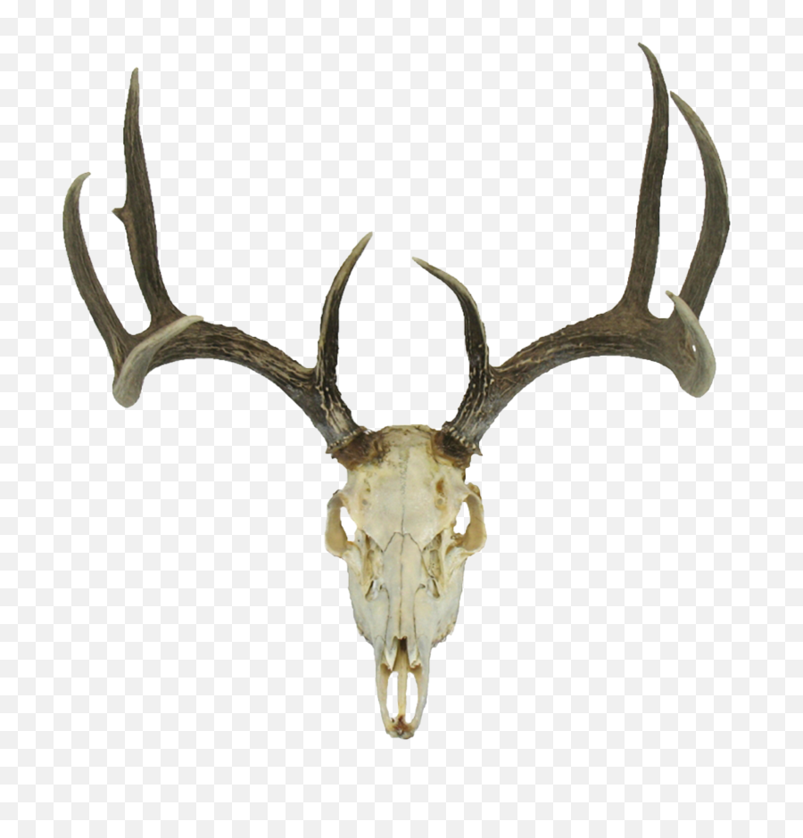 Download Hd Deer Skull Png - Deer Head Skull Png Transparent Transparent Deer Skull Png,Skull Png Transparent