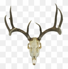 Download Hd Deer Skull Png - Head Transparent