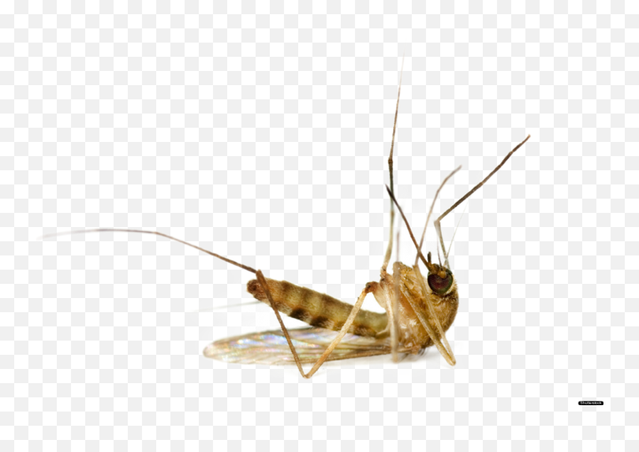 Mosquito Png Image - Purepng Free Transparent Cc0 Png Transparent Background Dead Mosquito Png,Mosquito Transparent