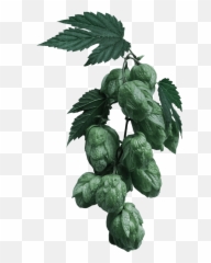 Beer Png Hops