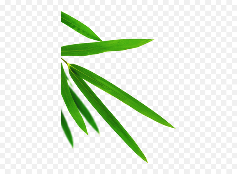 Transparent Bamboo Leaf Png - Bamboo Leaves Png,Bamboo Leaves Png