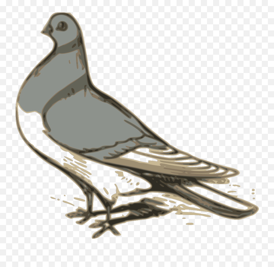 Pigeon Png Svg Clip Art For Web - Download Clip Art Png Burung Clip Art,Pigeon Png
