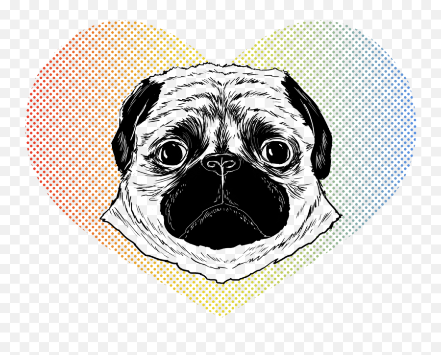 Full Size Png Image - Pug,Pug Face Png