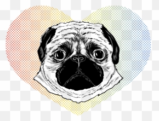 Full Size Png Image - Pug,Pug Face Png