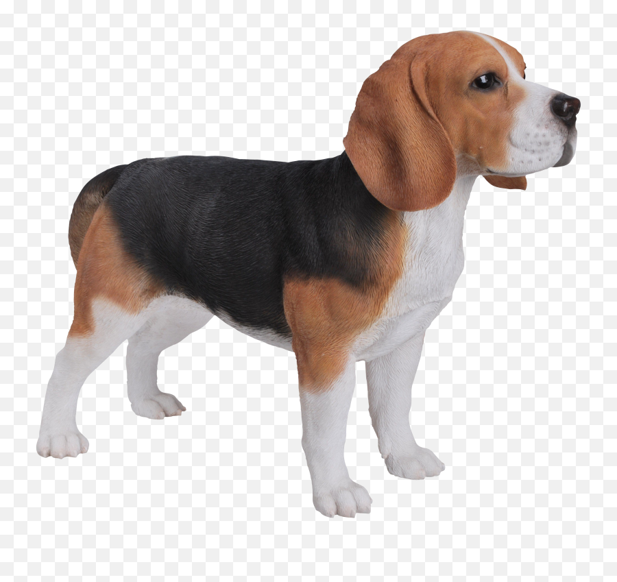 Beagle Png Download Image - Beagle Dog,Beagle Png