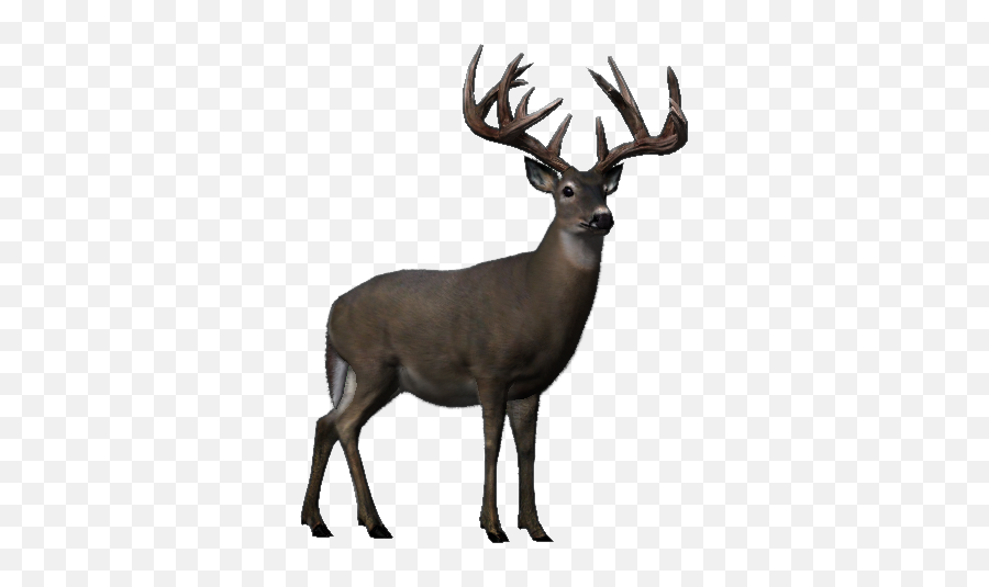Whitetail Deer Big Buck Hunter Wiki Fandom - Whitetail Deer Big Buck Hunter Png,Deer Png