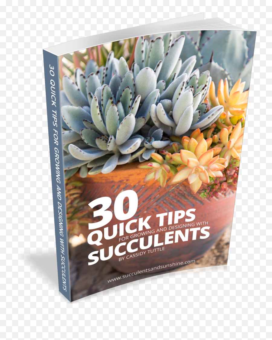 30 Quick Succulent Tips E - Book Succulent Plant Png,Succulent Png
