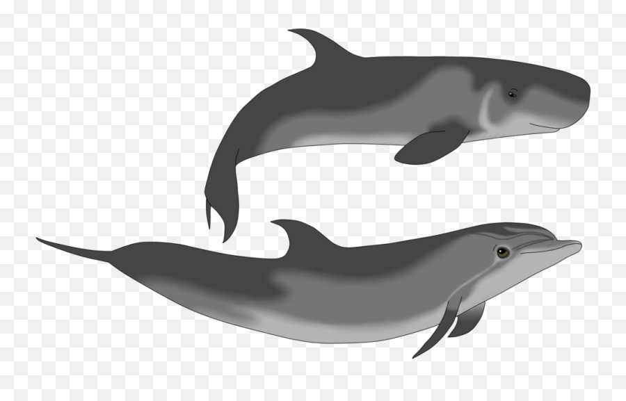 Sperm Clipart Png 3 Image - Sperm Whale,Whale Clipart Png