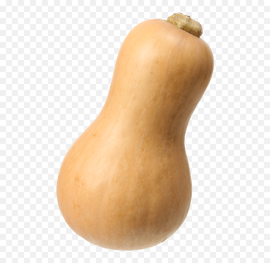 Download Butternut Squash Png Image - Butternut Squash Transparent Background,Squash Png